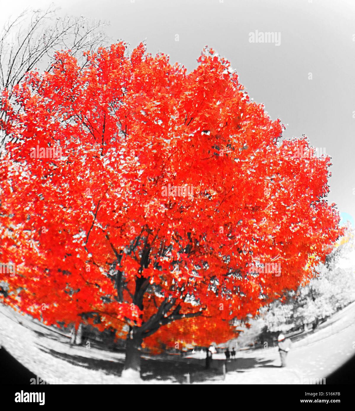 Red oak tree stands out on a black and white backdrop in Central Park during the autumn season, NYC - Smartphone Captured Stock Image