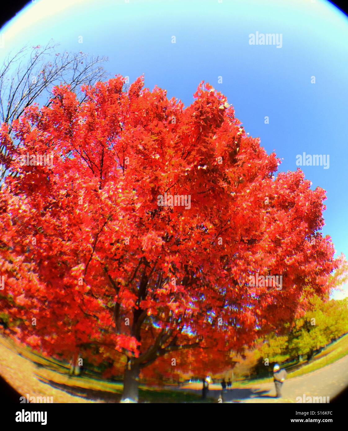 Red oak tree in Central Park taken with the fisheye lens, autumn in New York - Smartphone Captured Stock Image