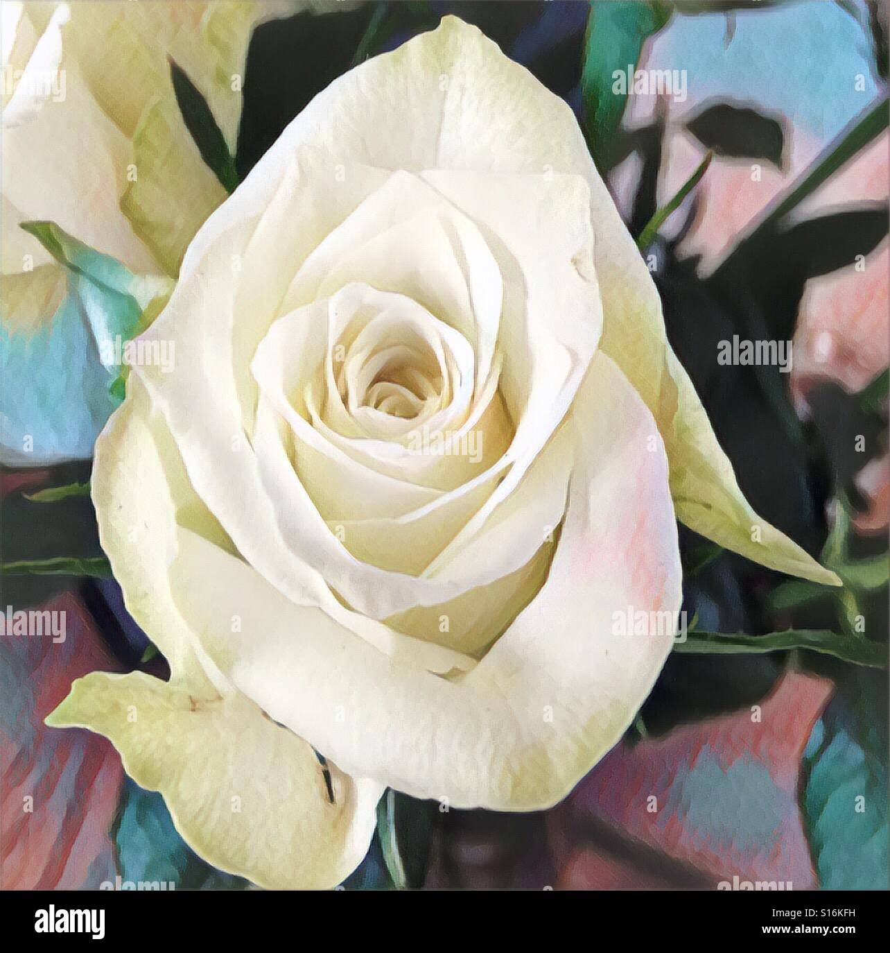 White rose opening Stock Photo Alamy