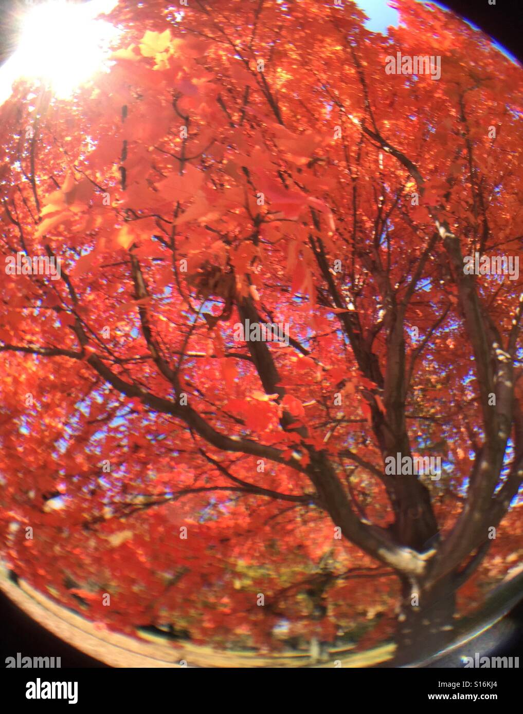 Red oak tree in Central Park during the fall as seen through a fisheye lens, NYC - Smartphone Captured Stock Image