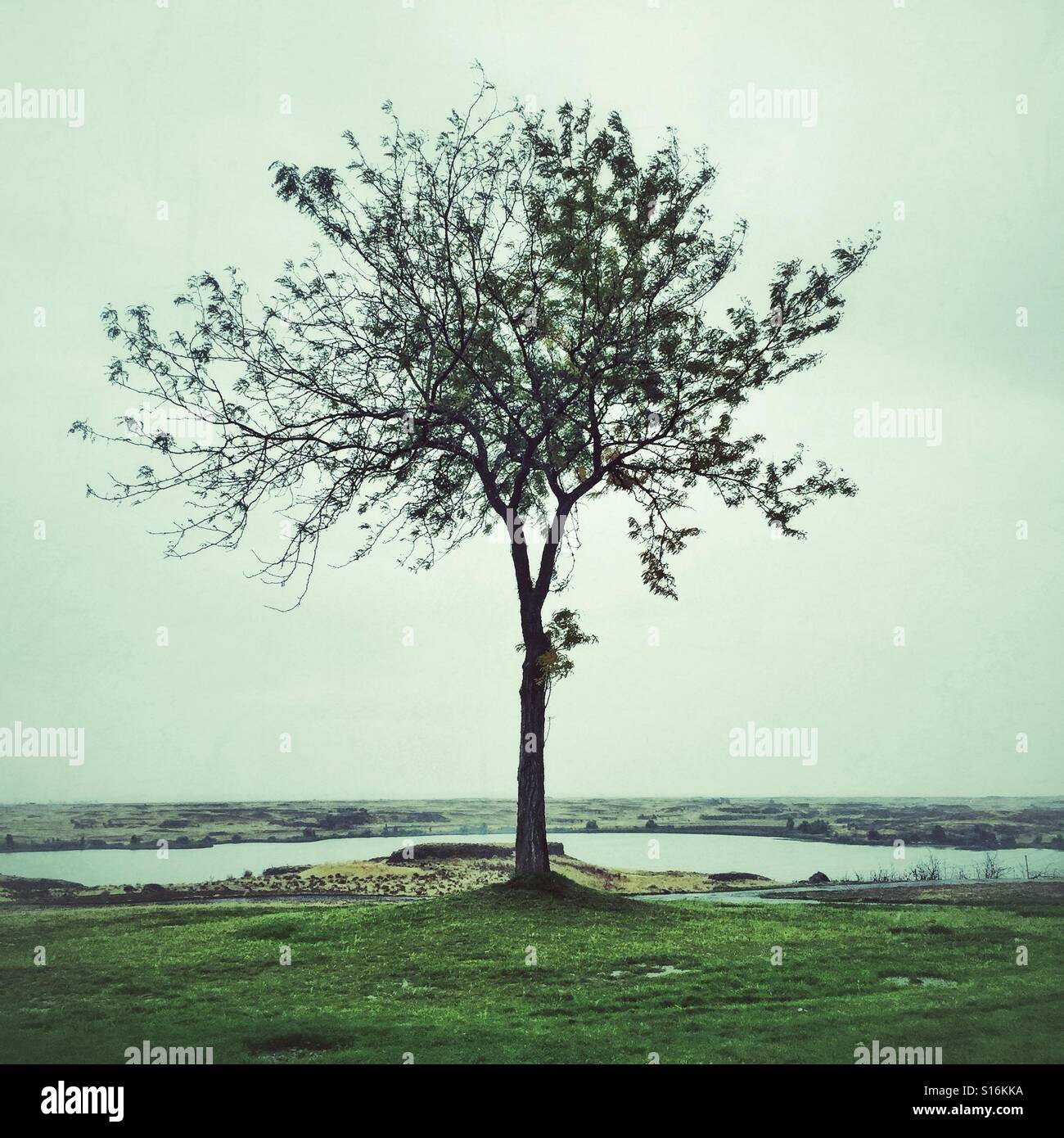 A lonely tree in Western Washington, U.S. - Smartphone Captured Stock Image