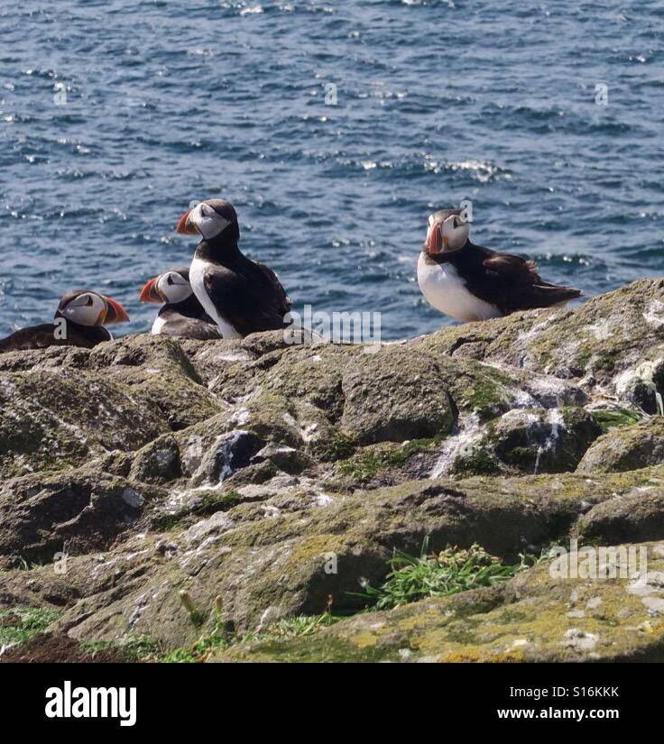 Huffing and Puffin. Just talk amongst yourselves don't worry about me. Stock Photo