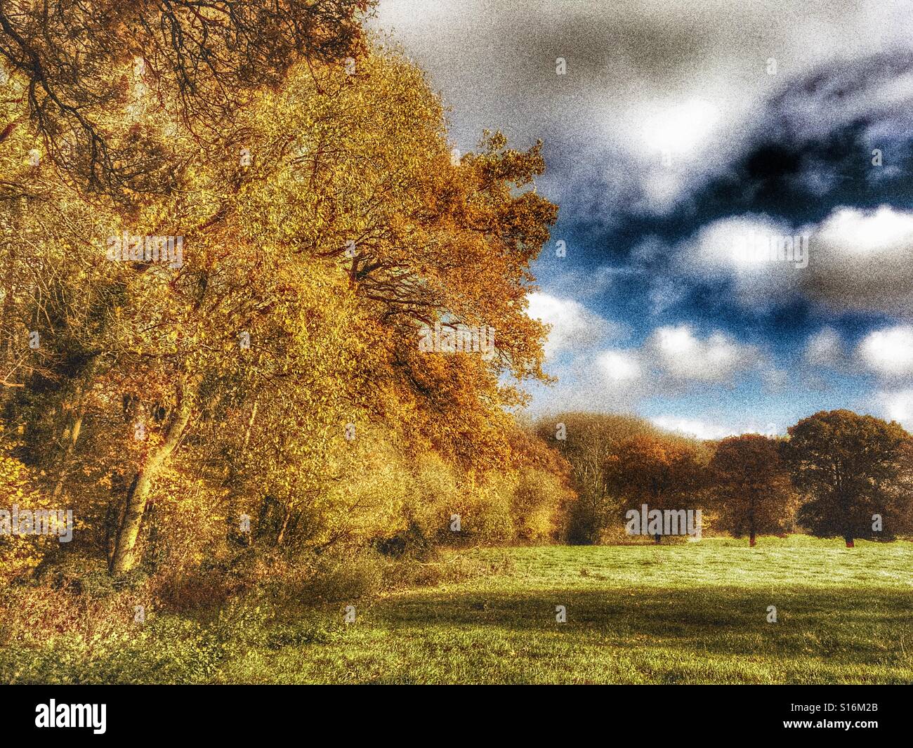 Trees in golden brown leaf on a fine autumn day with blue sky and white fair weather clouds, November Stock Photo