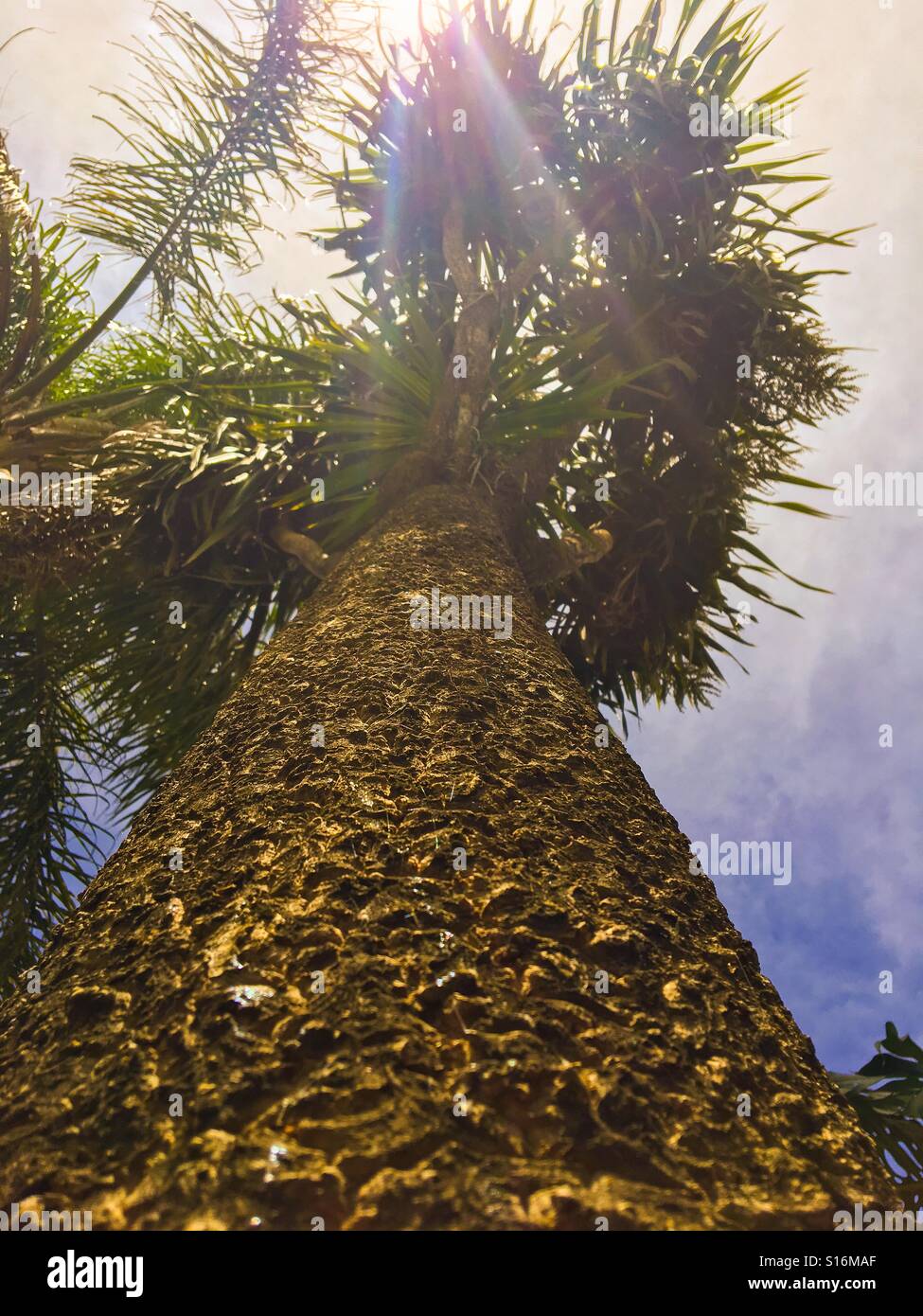 Vista de una palmera en un día soleado - Smartphone Captured Stock Image