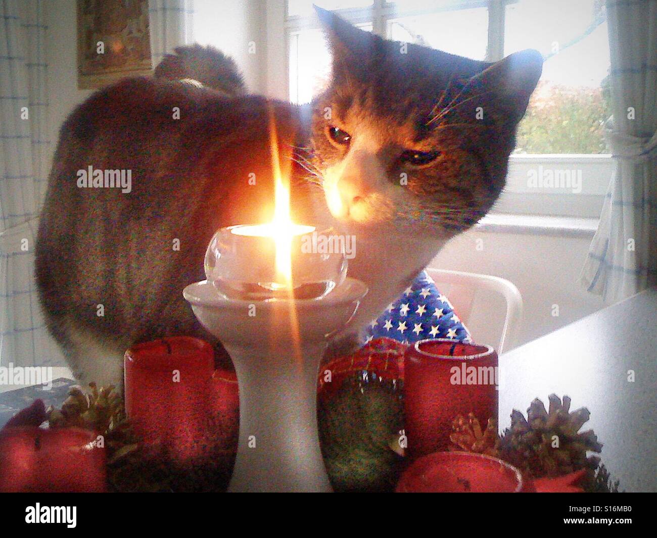Cat candle hires stock photography and images Alamy