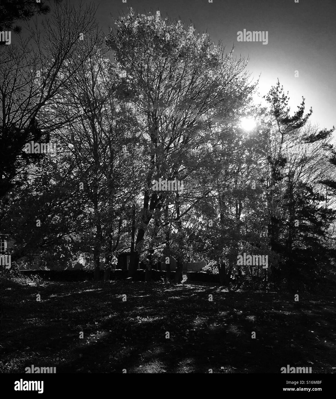 Trees in silhouette - Smartphone Captured Stock Image