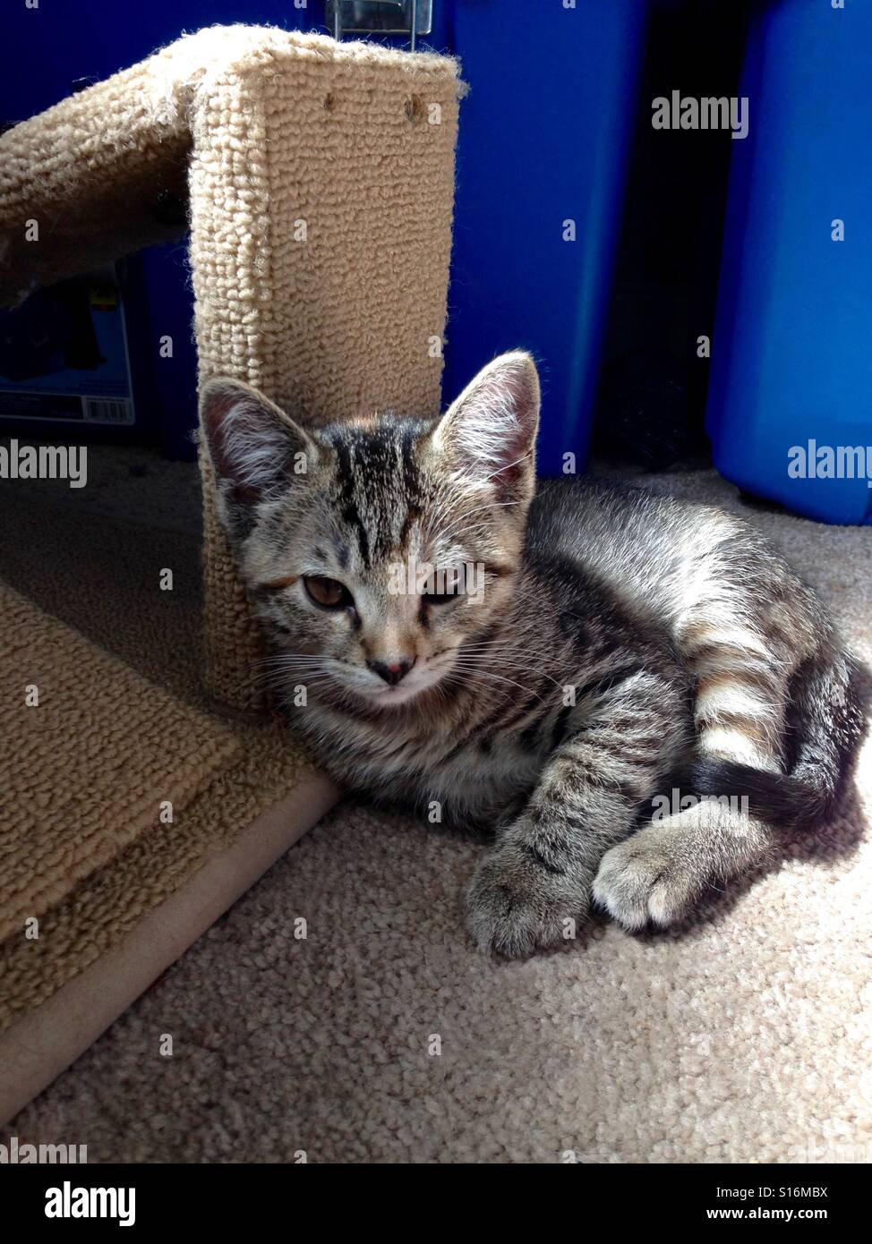 Portrait of tiny Tabby kitten with copper eyes, approx. 10 weeks young