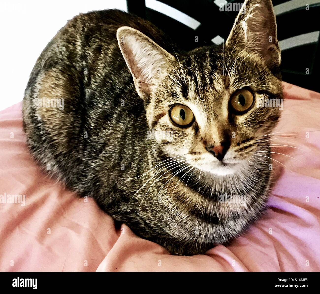 Portrait of beautiful coppereyed teenage tabby kitten Stock Photo Alamy