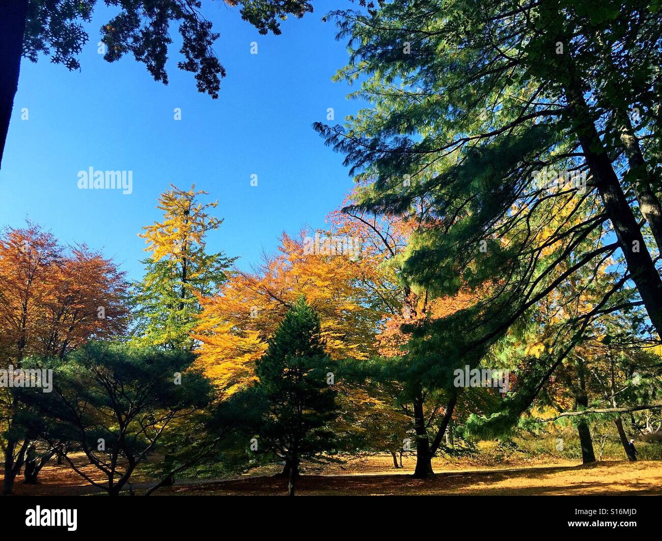 Fall foliage in central park near the   pinetum area, NYC Stock Photo