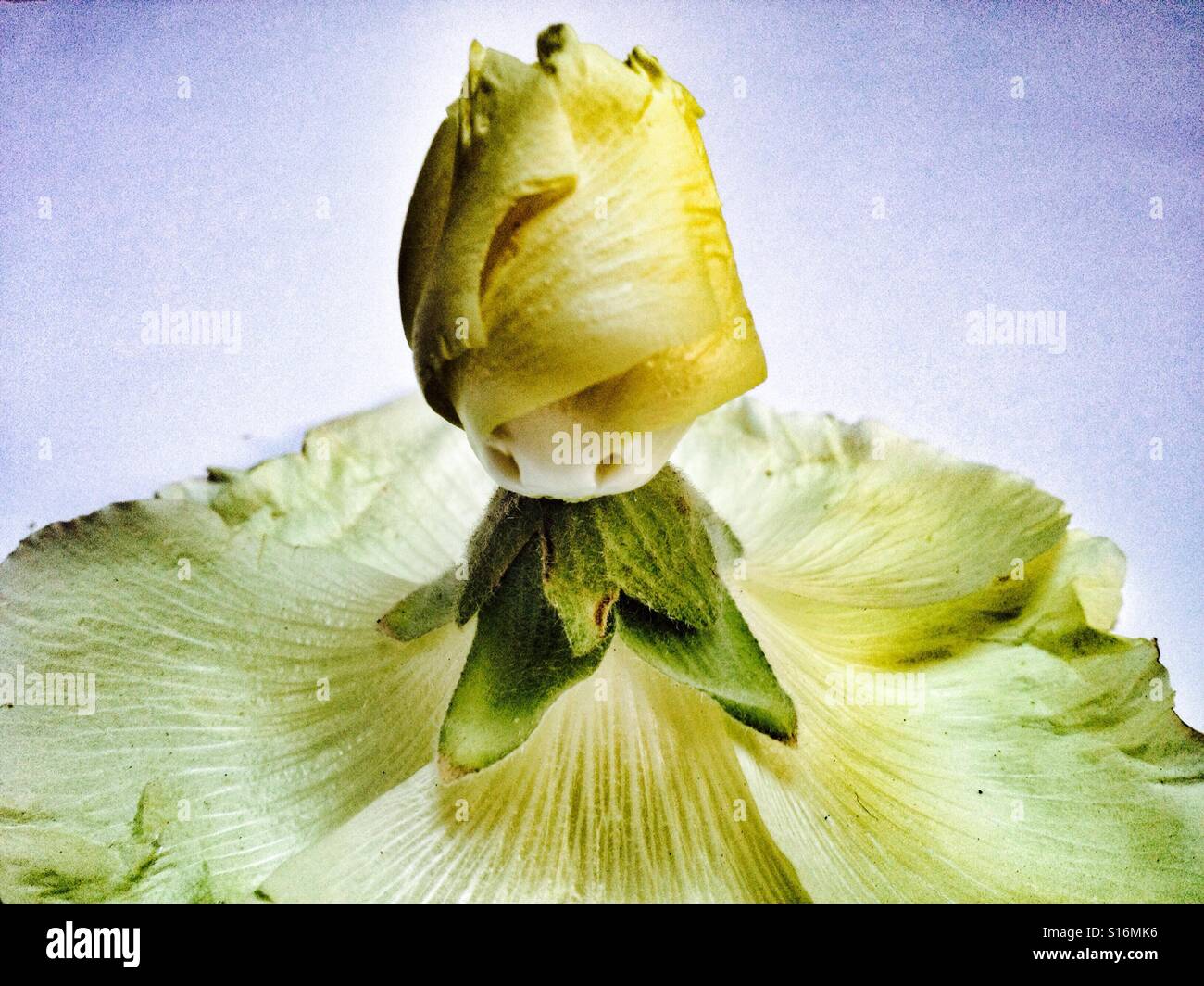 Hollyhock flower made into a ballerina - Smartphone Captured Stock Image
