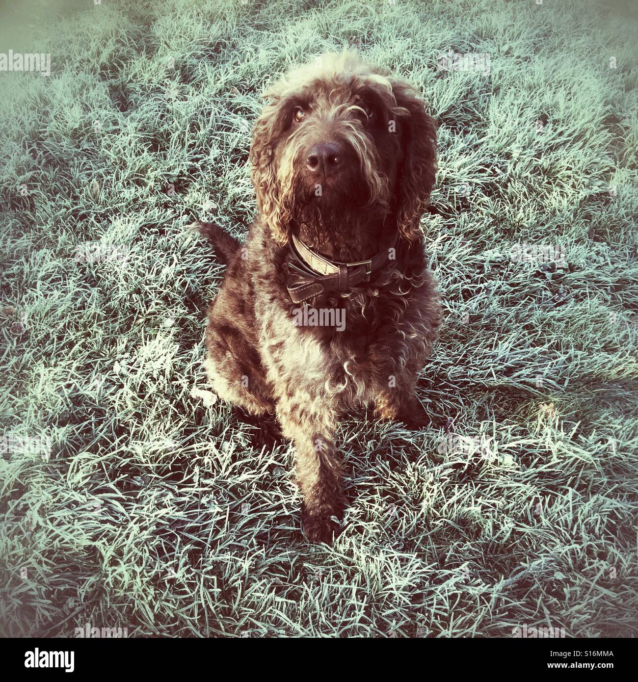 Brown Labradoodle dog on a frosty grass lawn. - Smartphone Captured Stock Image