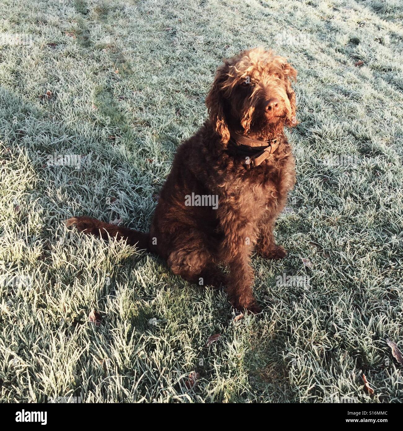 Brown Labradoodle dog on a frosty winter lawn - Smartphone Captured Stock Image
