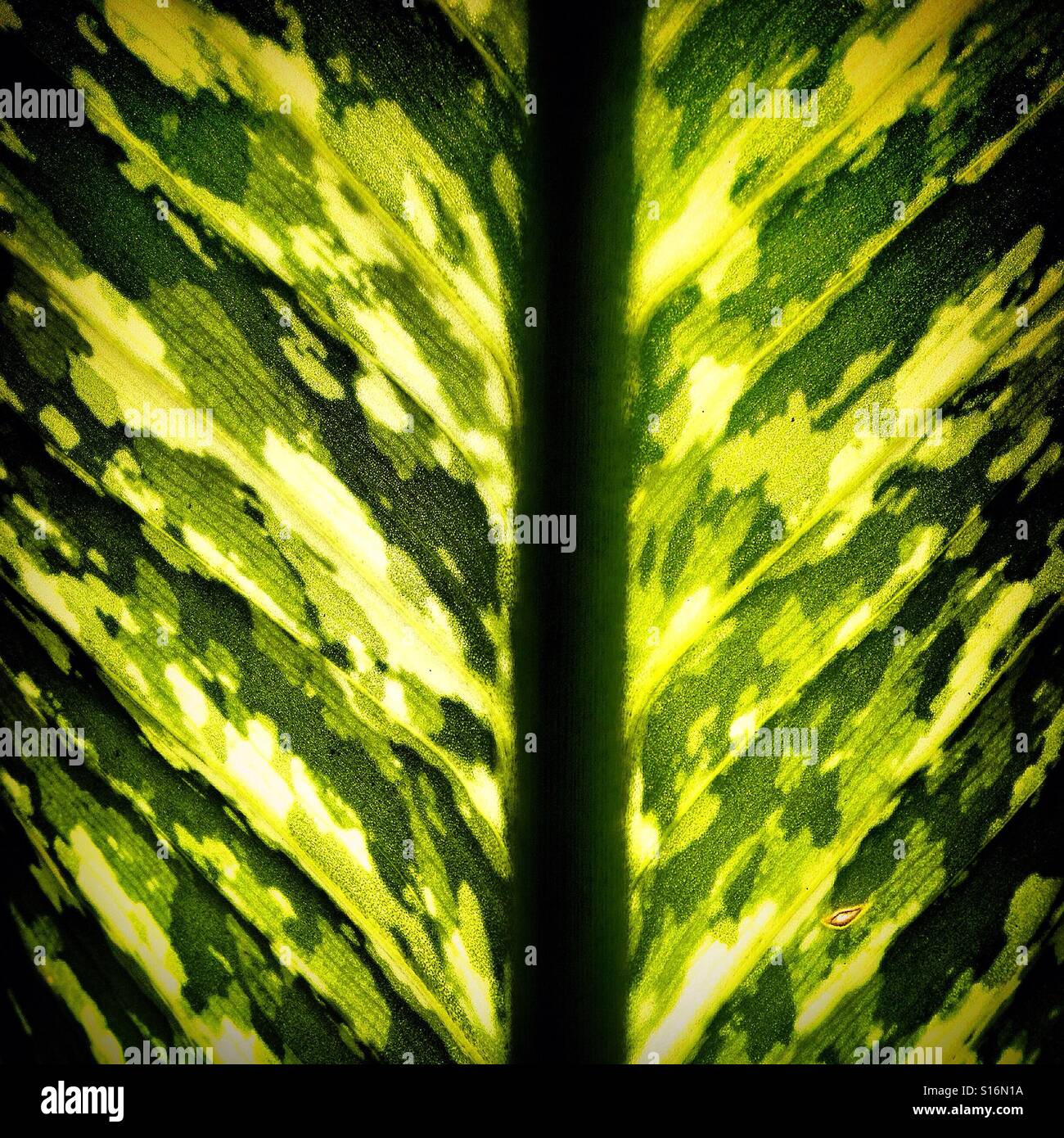 A yellow and green leaf in Hacienda Blanca Flor, Hecelchakan, Campeche, Mexico - Smartphone Captured Stock Image