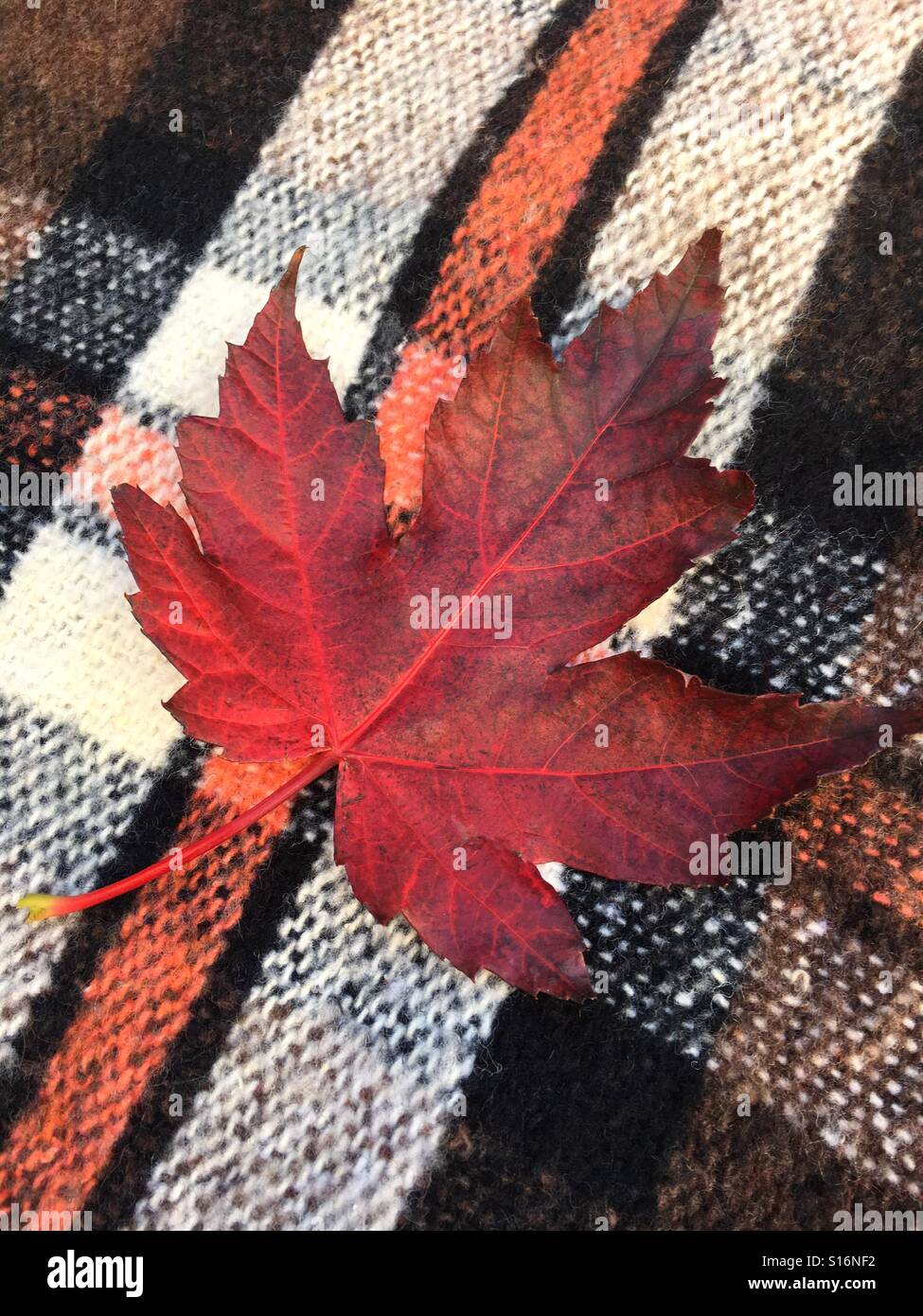 Red Leaf on Wool Blanket - Smartphone Captured Stock Image