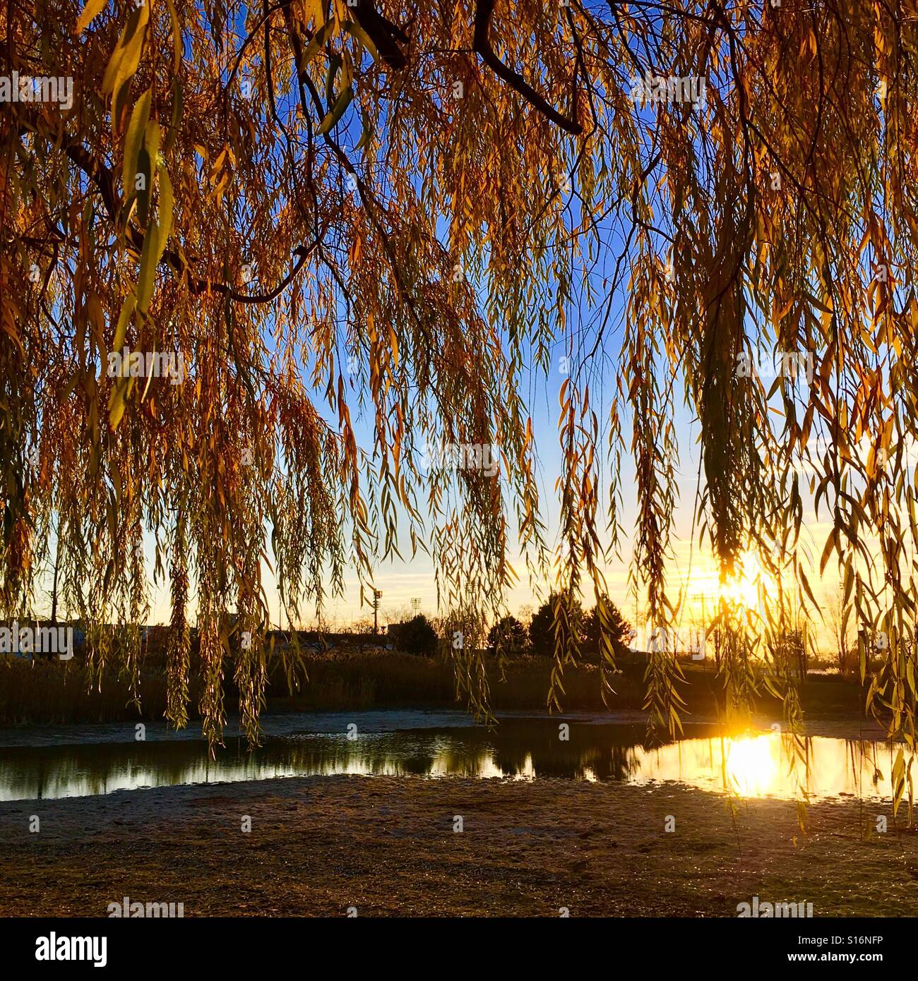 Park - Smartphone Captured Stock Image