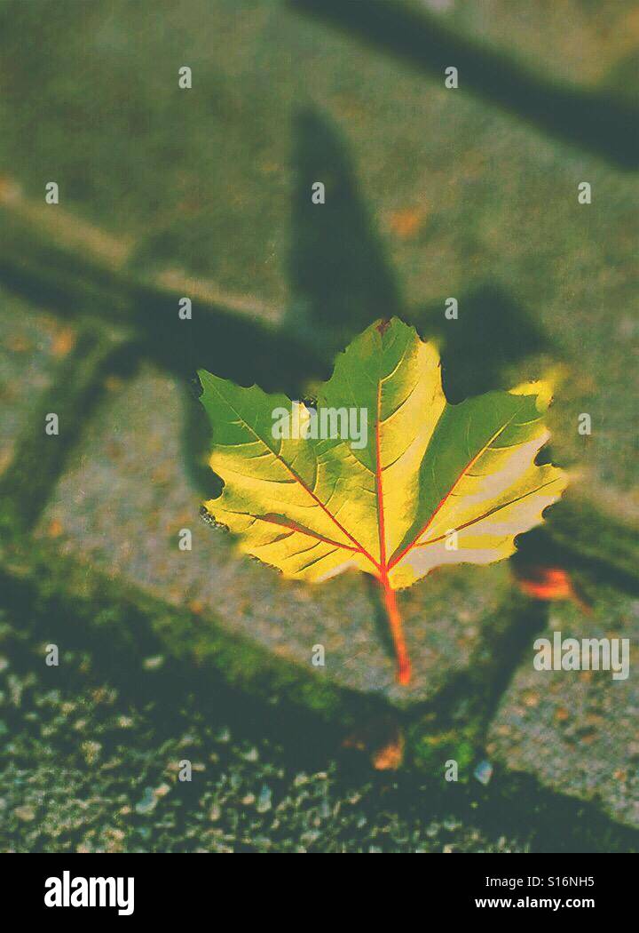 Autumn is here - Smartphone Captured Stock Image