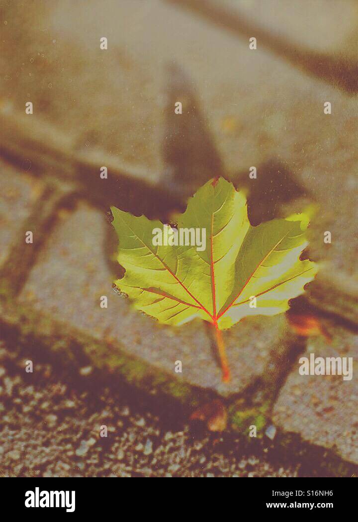 Autumn is here - Smartphone Captured Stock Image