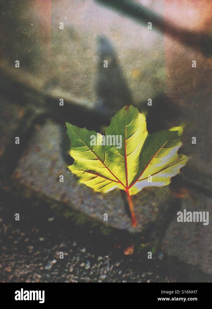 Autumn is here - Smartphone Captured Stock Image