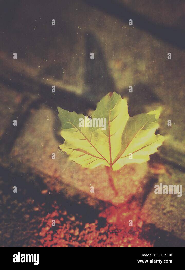 Autumn is here - Smartphone Captured Stock Image