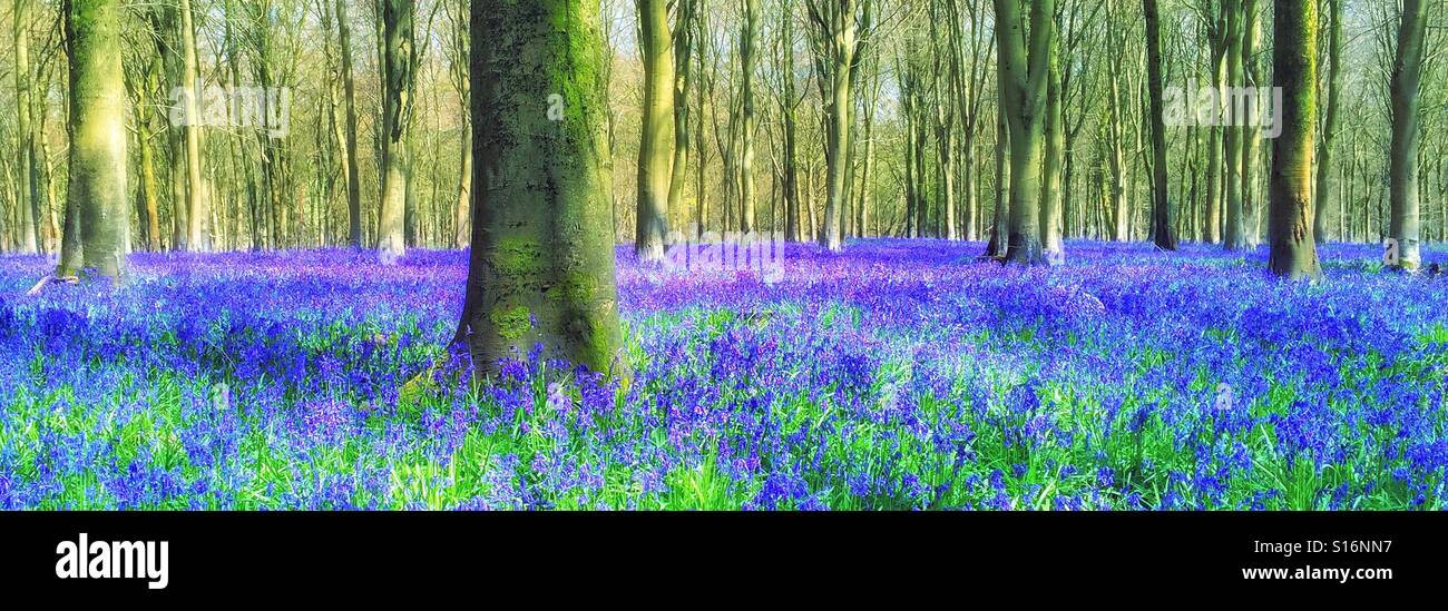 An English woodland scene in Springtime - the Bluebells (Hyacinthodes Non-Scripta) are in full bloom and winter has now passed. Summer beckons! Photo Credit - © COLIN HOSKINS. - Smartphone Captured Stock Image