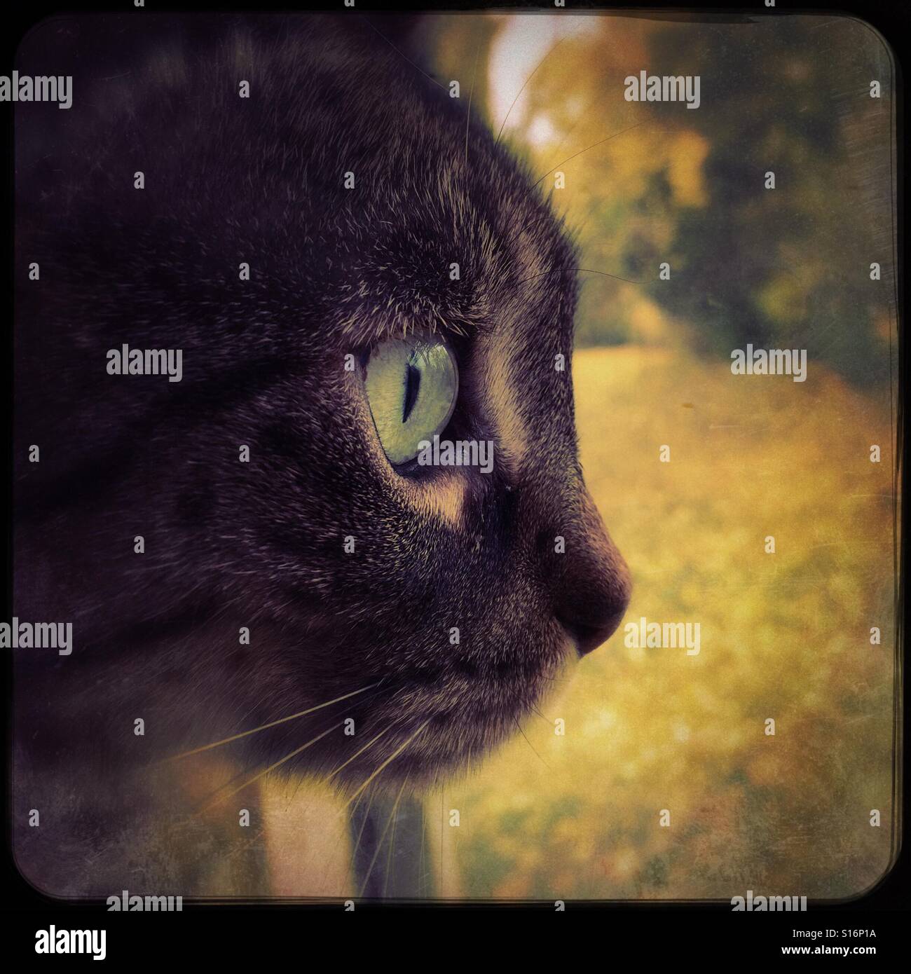 My cat looking out at the leaf covered back yard ???? - Smartphone Captured Stock Image