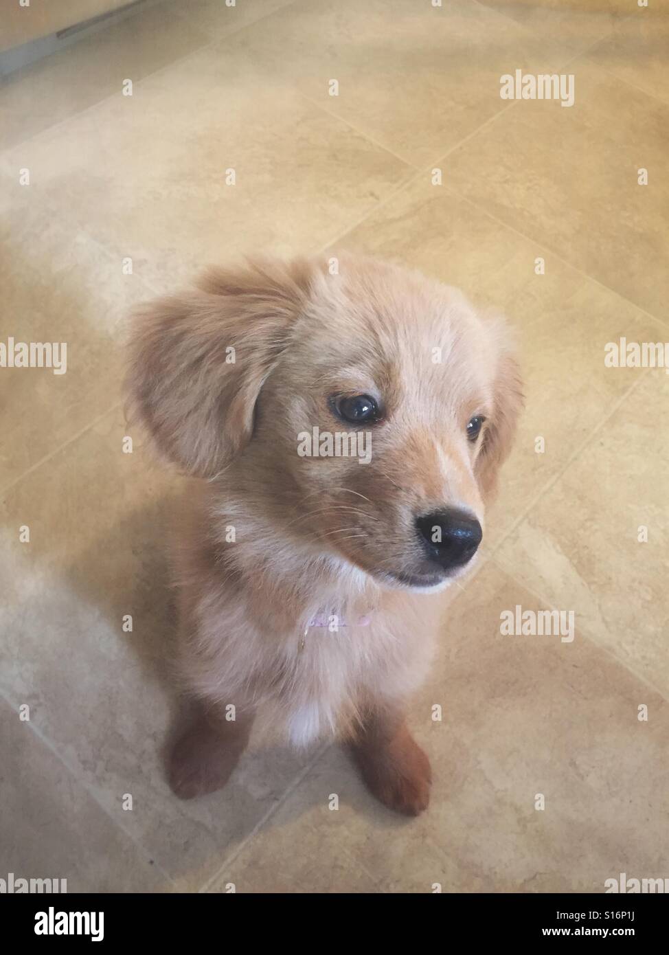 Adorable Goldendoodle puppy - Smartphone Captured Stock Image