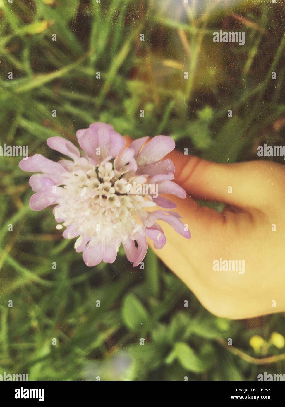 Hand picking clover flower - Smartphone Captured Stock Image