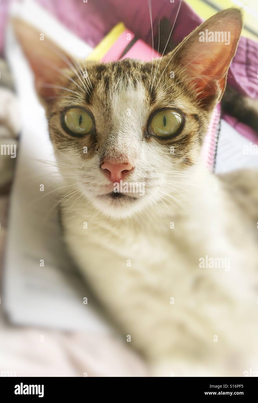 Cat. - Smartphone Captured Stock Image