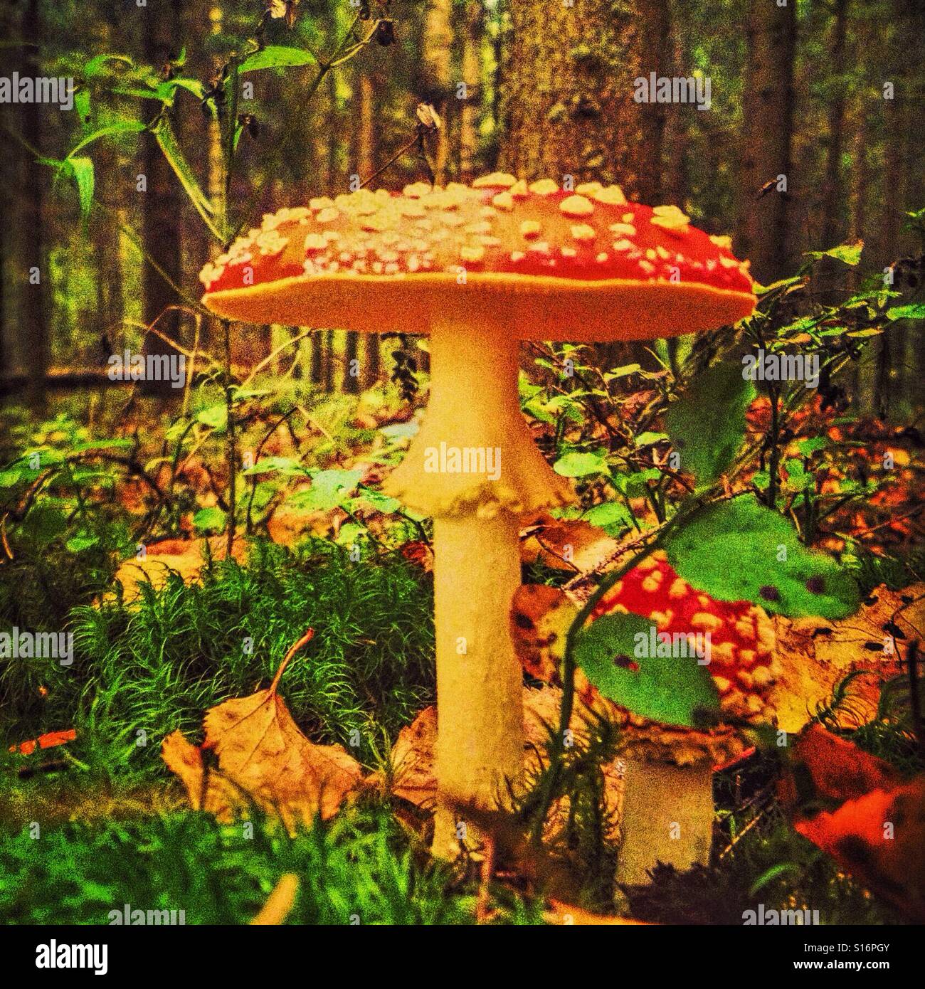 Beautiful mushroom in the forest Stock Photo