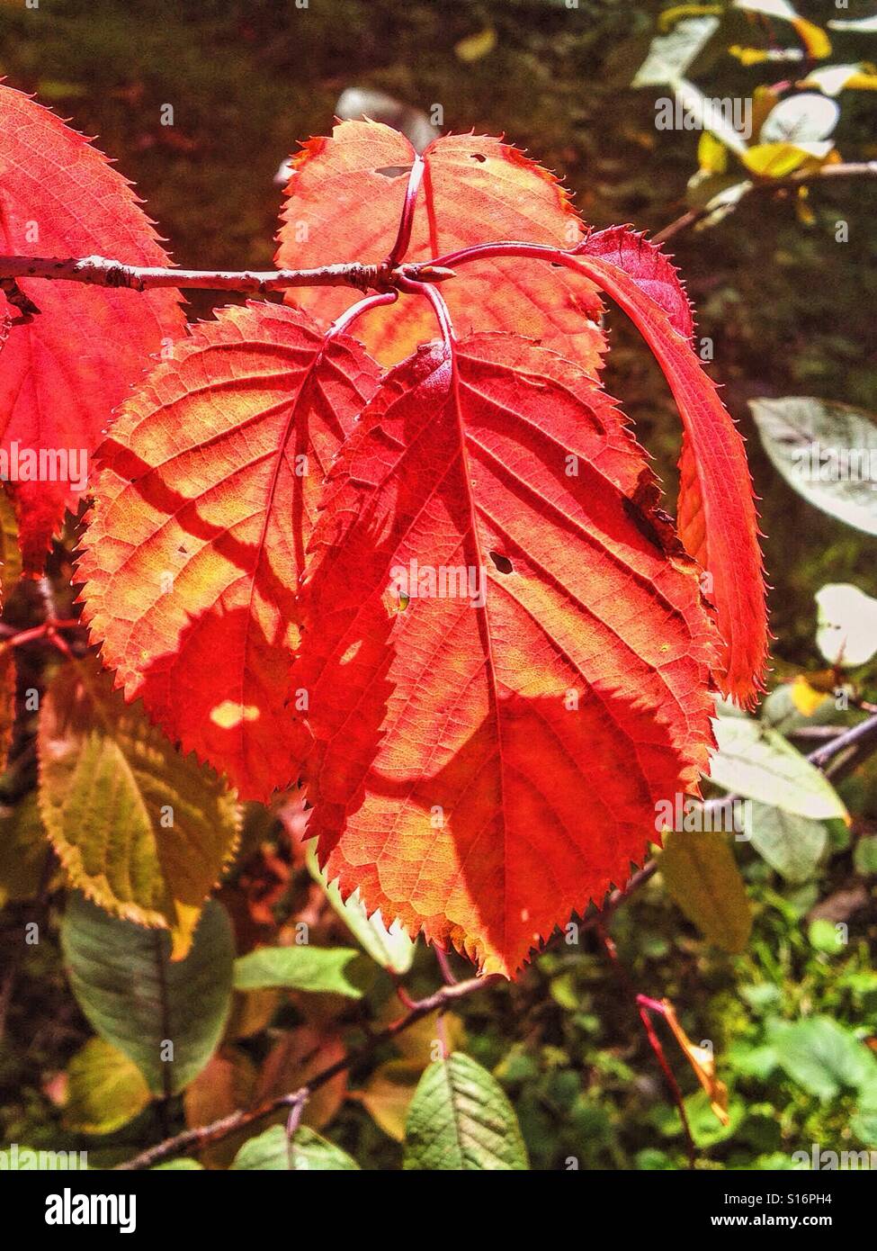 Autumn colourful leaves Stock Photo
