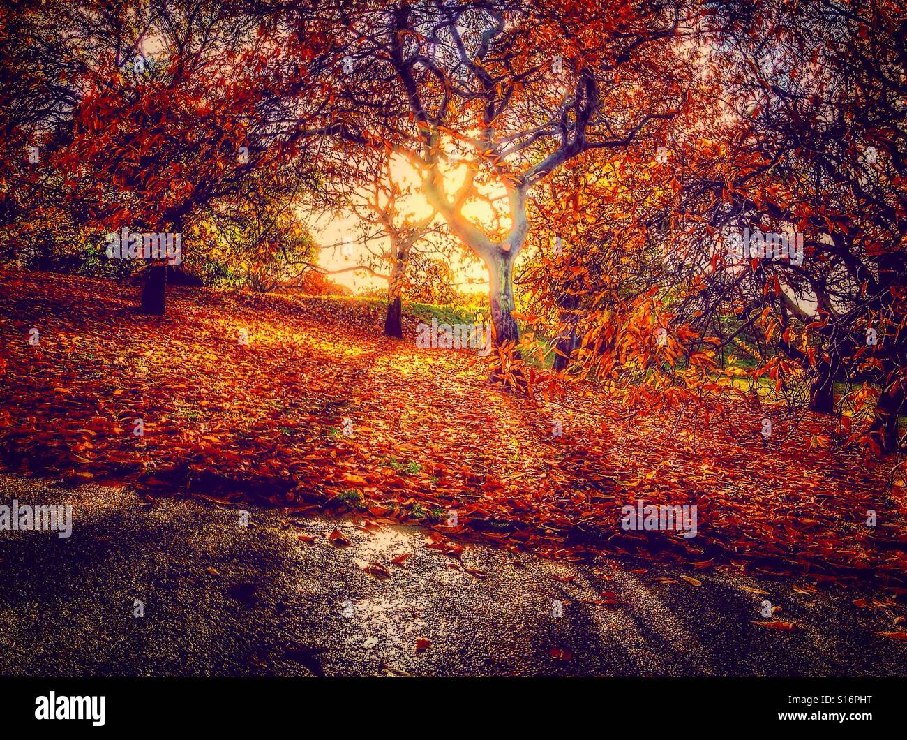 Autumn in Greenwich park. Stock Photo