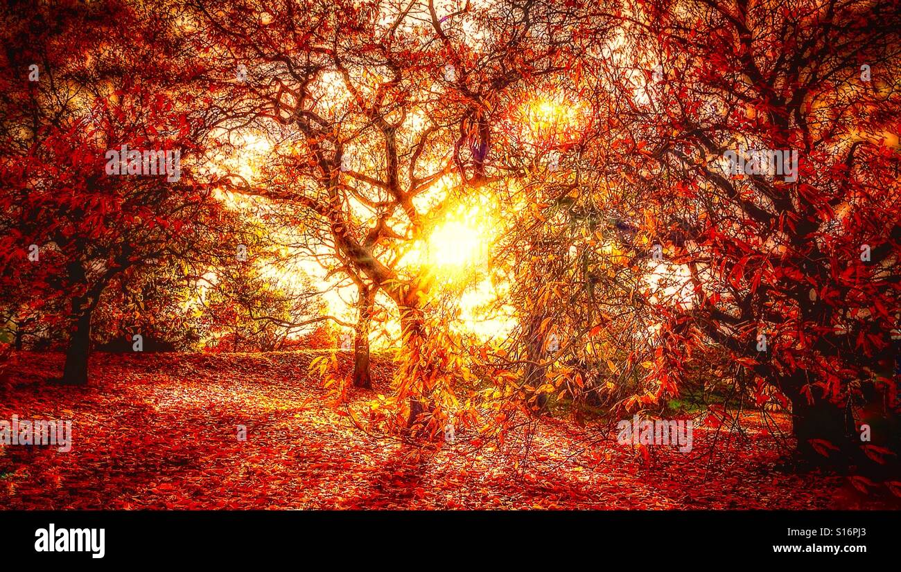 Sunlight through the trees in Greenwich park. - Smartphone Captured Stock Image