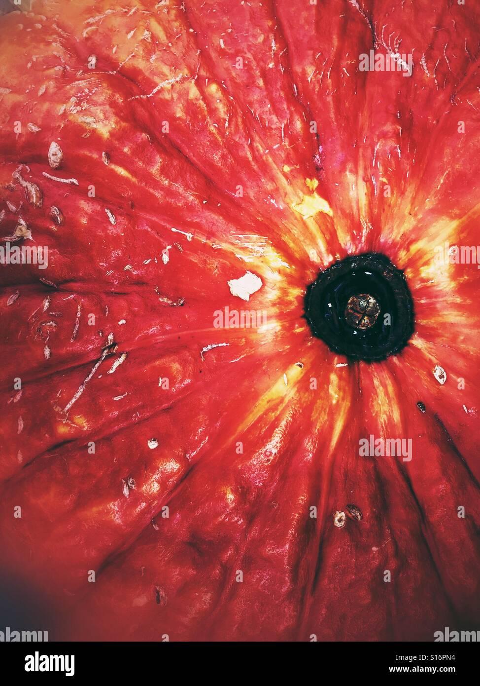 Harvest pumpkin - Smartphone Captured Stock Image