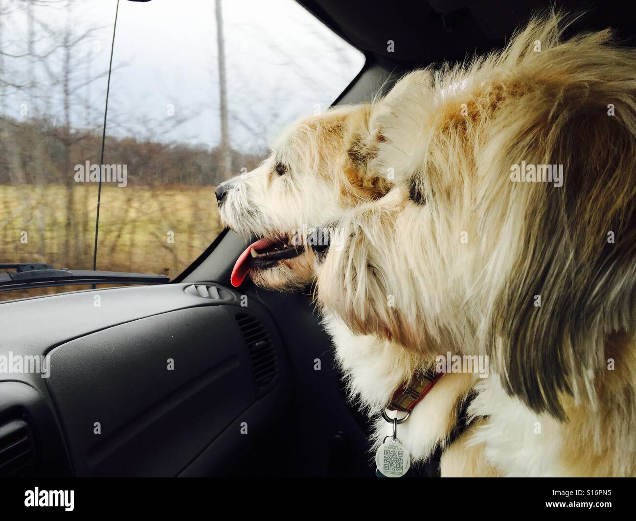 Two dogs (brothers) going to the vet. Mixed emotions Stock Photo Alamy