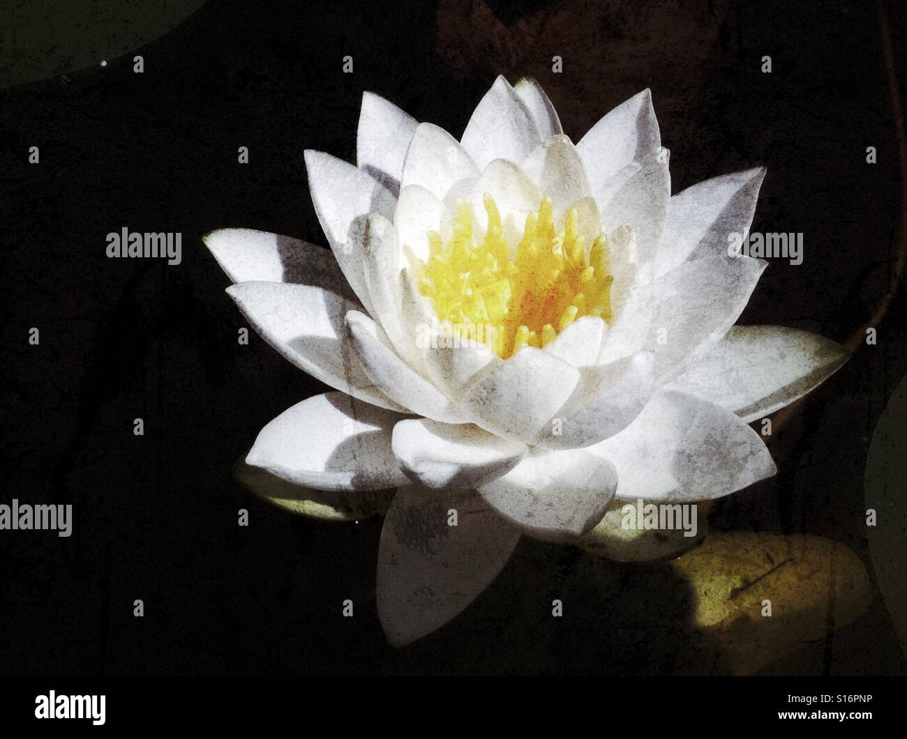 white lotus flower - Smartphone Captured Stock Image