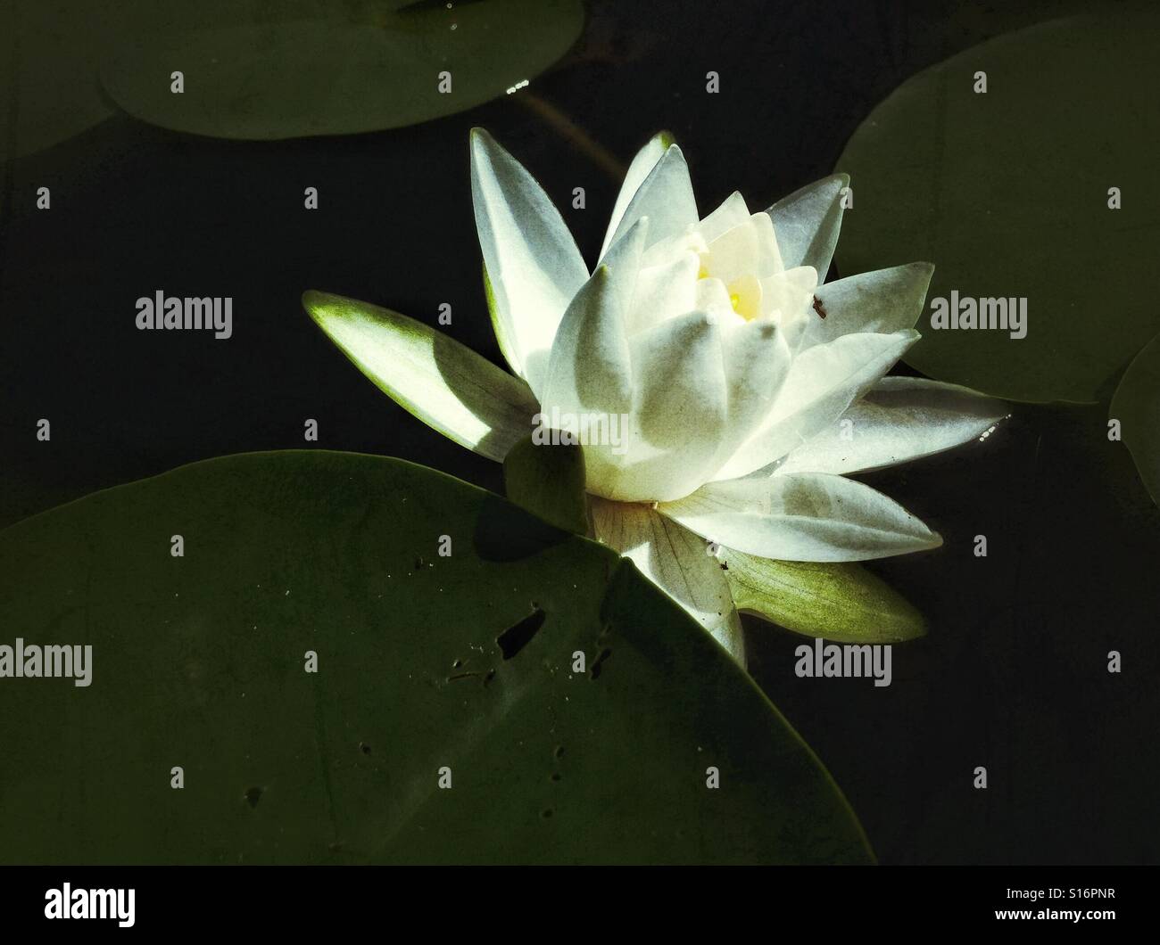 white lotus flower - Smartphone Captured Stock Image
