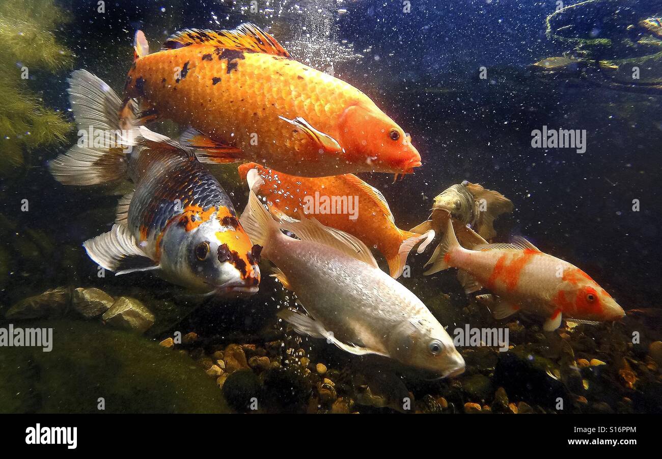 Koi are seen underwater in their pond - Smartphone Captured Stock Image