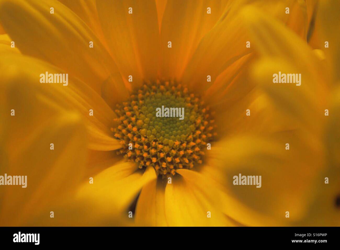 Yellow Daisy Flower Stock Photo - Alamy