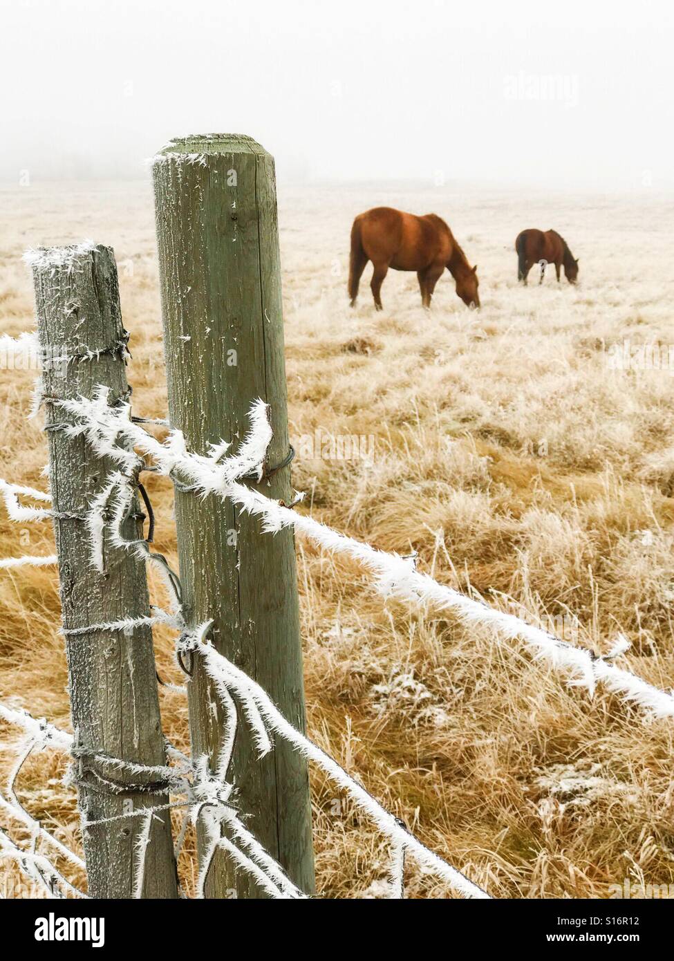 Horses graze in a foggy pasture surrounded by a hoar frost-coated barbed wire fence. - Smartphone Captured Stock Image