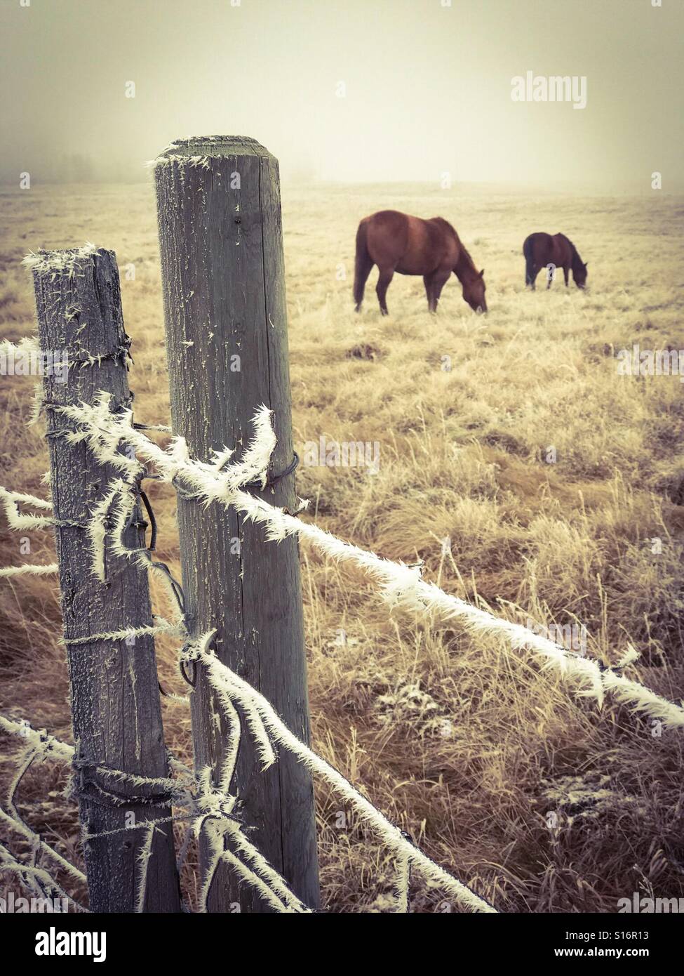 Horses graze in a foggy pasture surrounded by a hoar frost-coated barbed wire fence. Stock Photo