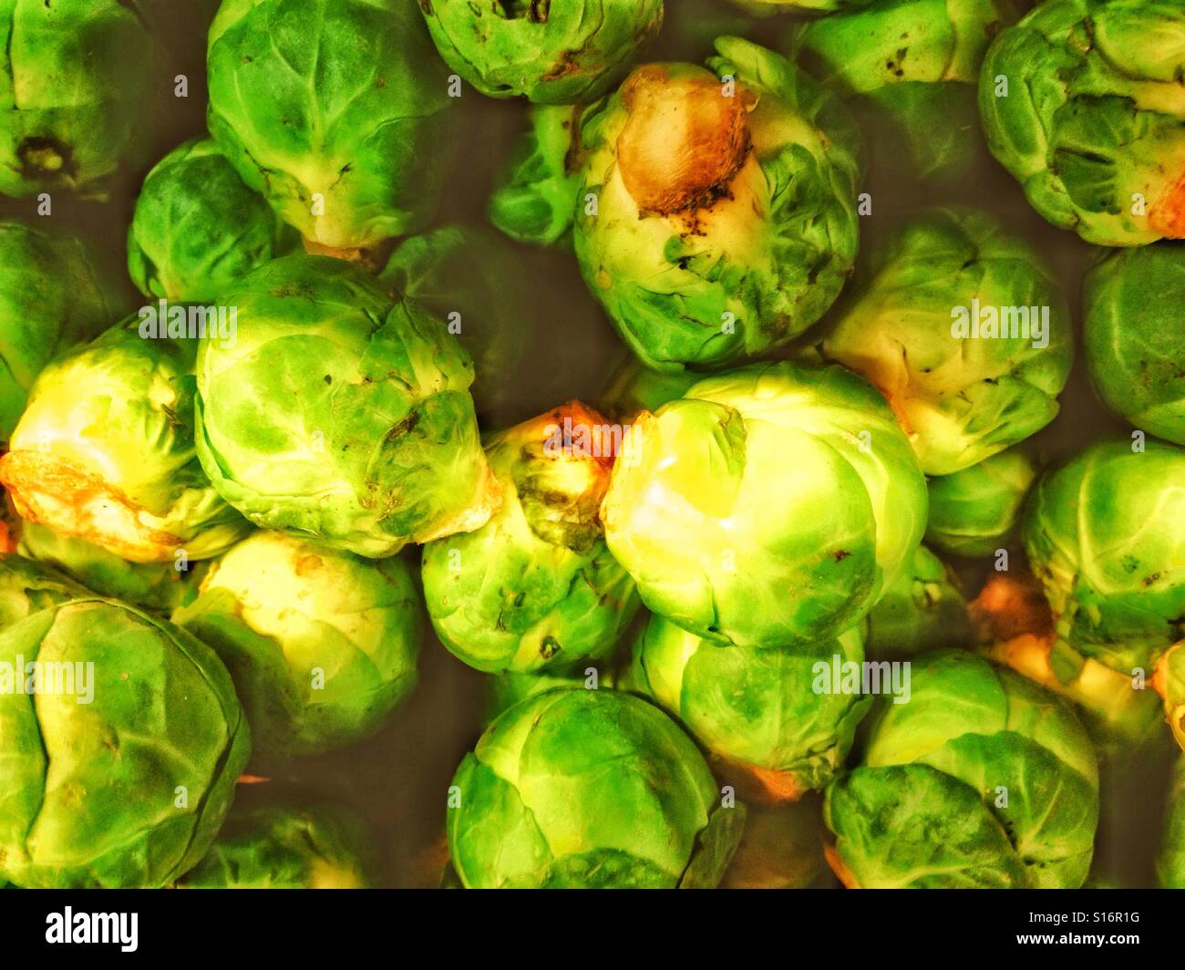 Brussels sprouts. - Smartphone Captured Stock Image