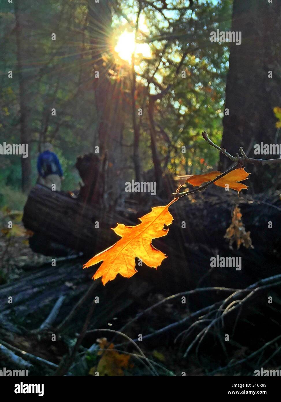 Hiking in fall Stock Photo