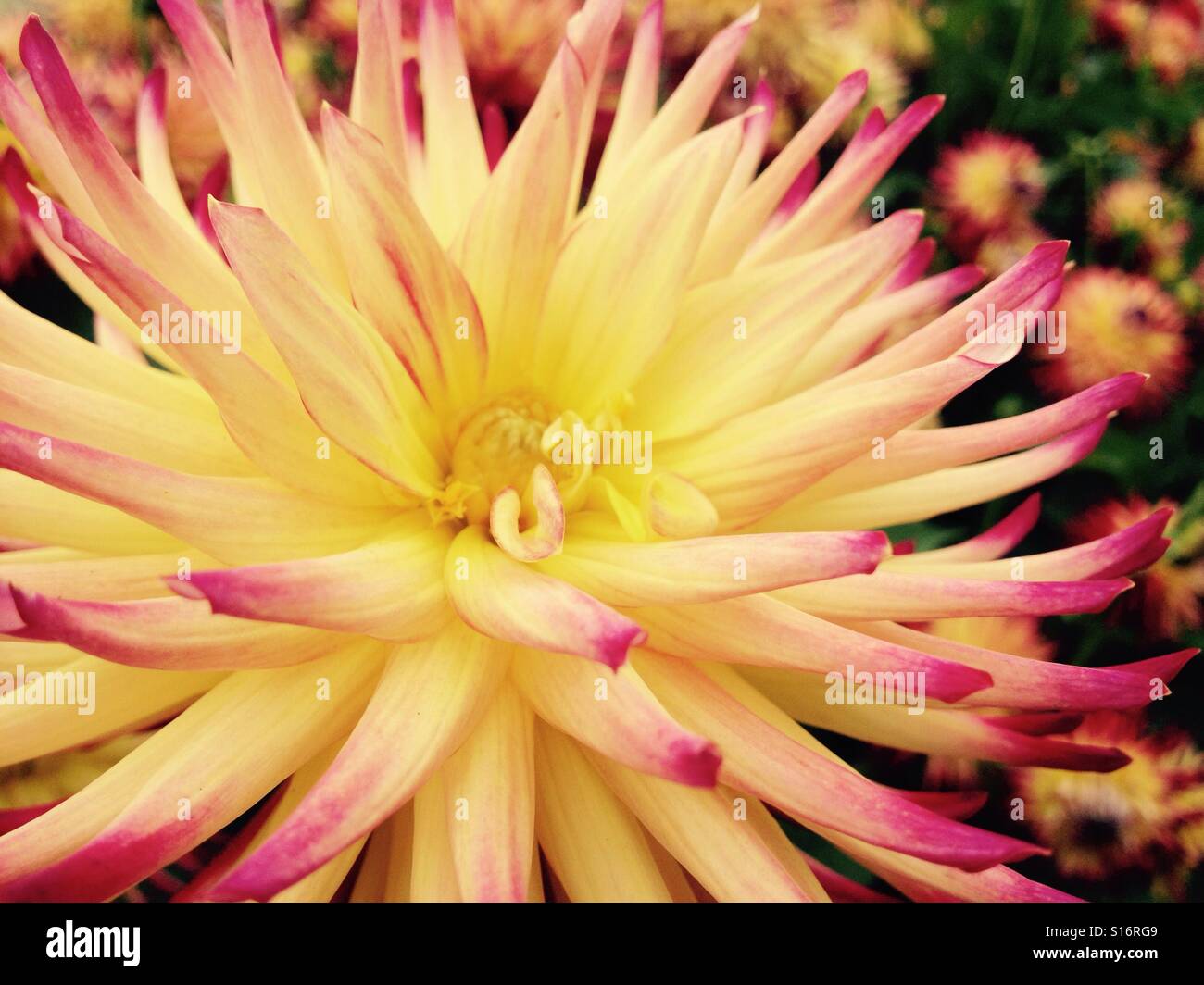 Dahlia flower - Smartphone Captured Stock Image