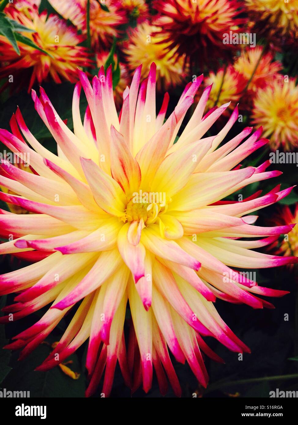 Dahlia flower - Smartphone Captured Stock Image
