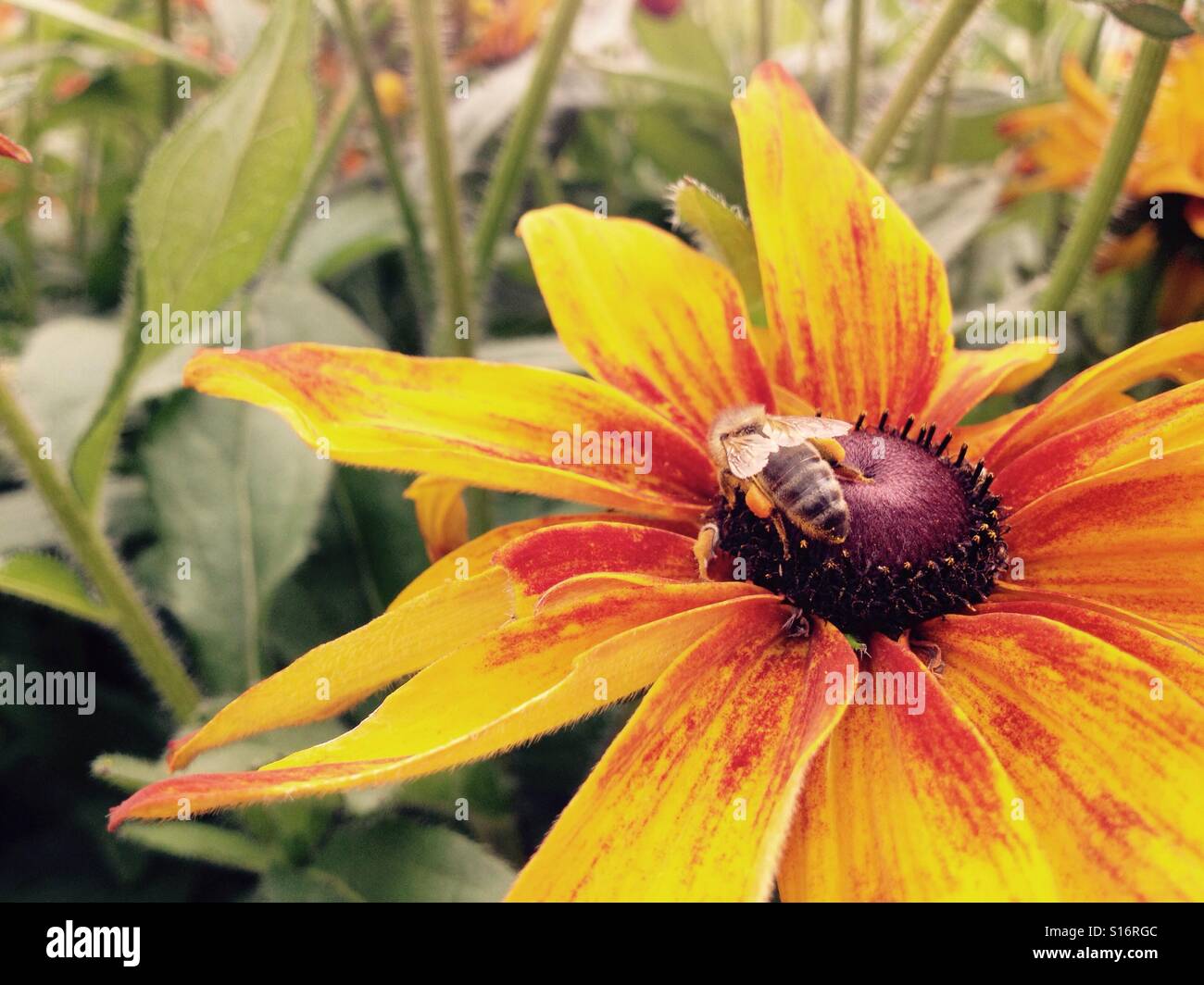 Bee pollinating a rudbeckia flower - Smartphone Captured Stock Image