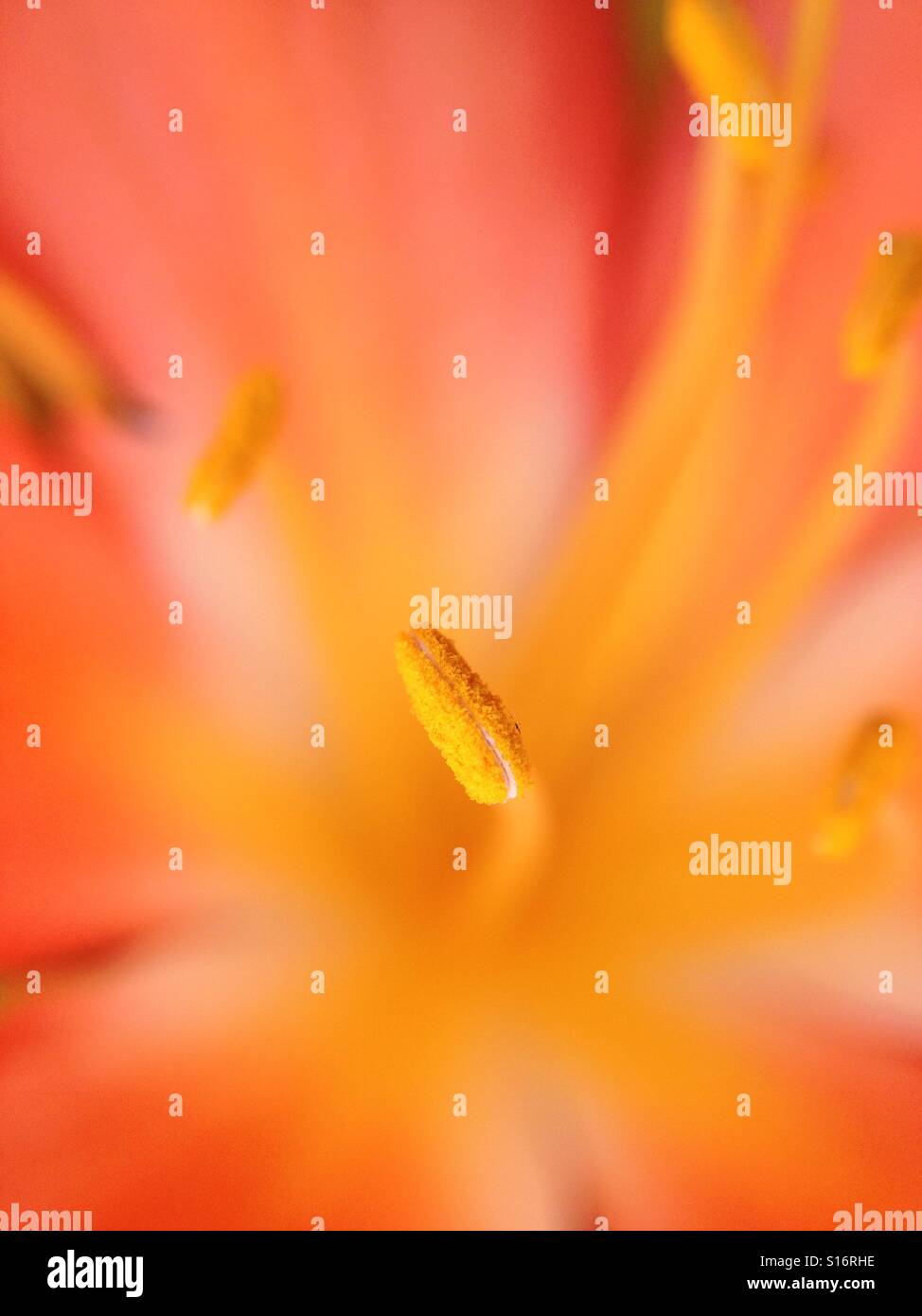 Pollen on lily stamen Stock Photo Alamy