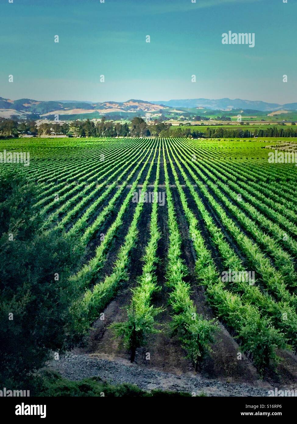Napa wine country Stock Photo