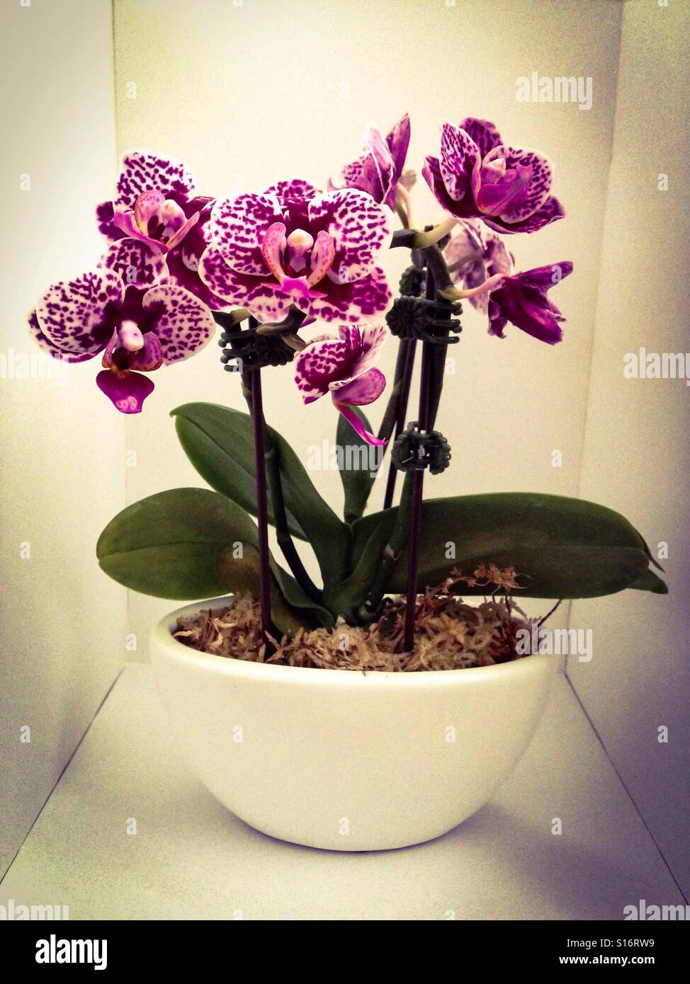 White and violet phalaenopsis orchid in a white box Stock Photo