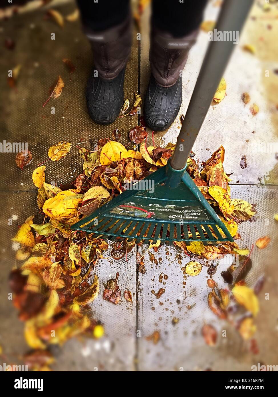 Raking yellow leaves in the rain Stock Photo Alamy