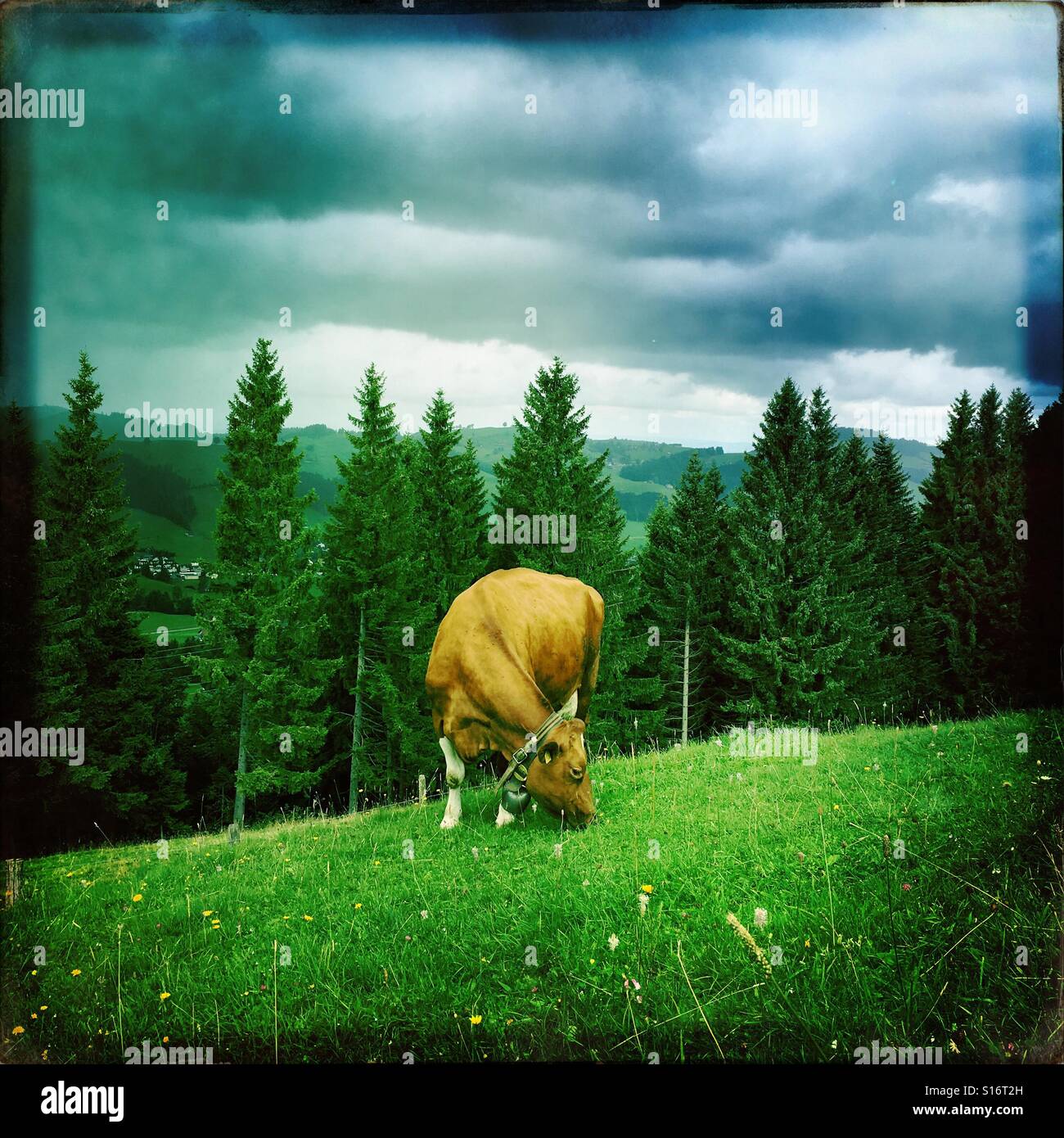 Healthy cow eating green grass Stock Photo Alamy